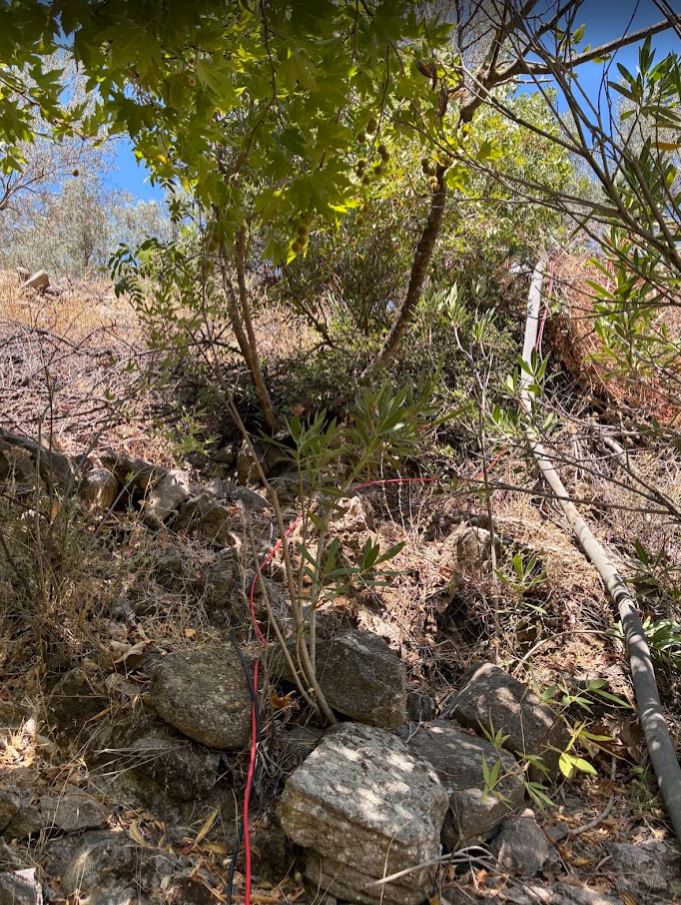 Bayram Ali Bey zeytinliği 3